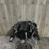 BMW-X5-E70-N62-Engine.webp BMW X5 E70 N62 Engine